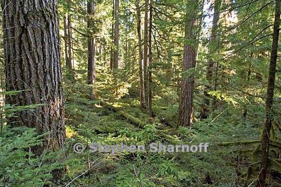 south santiam forest 4 graphic